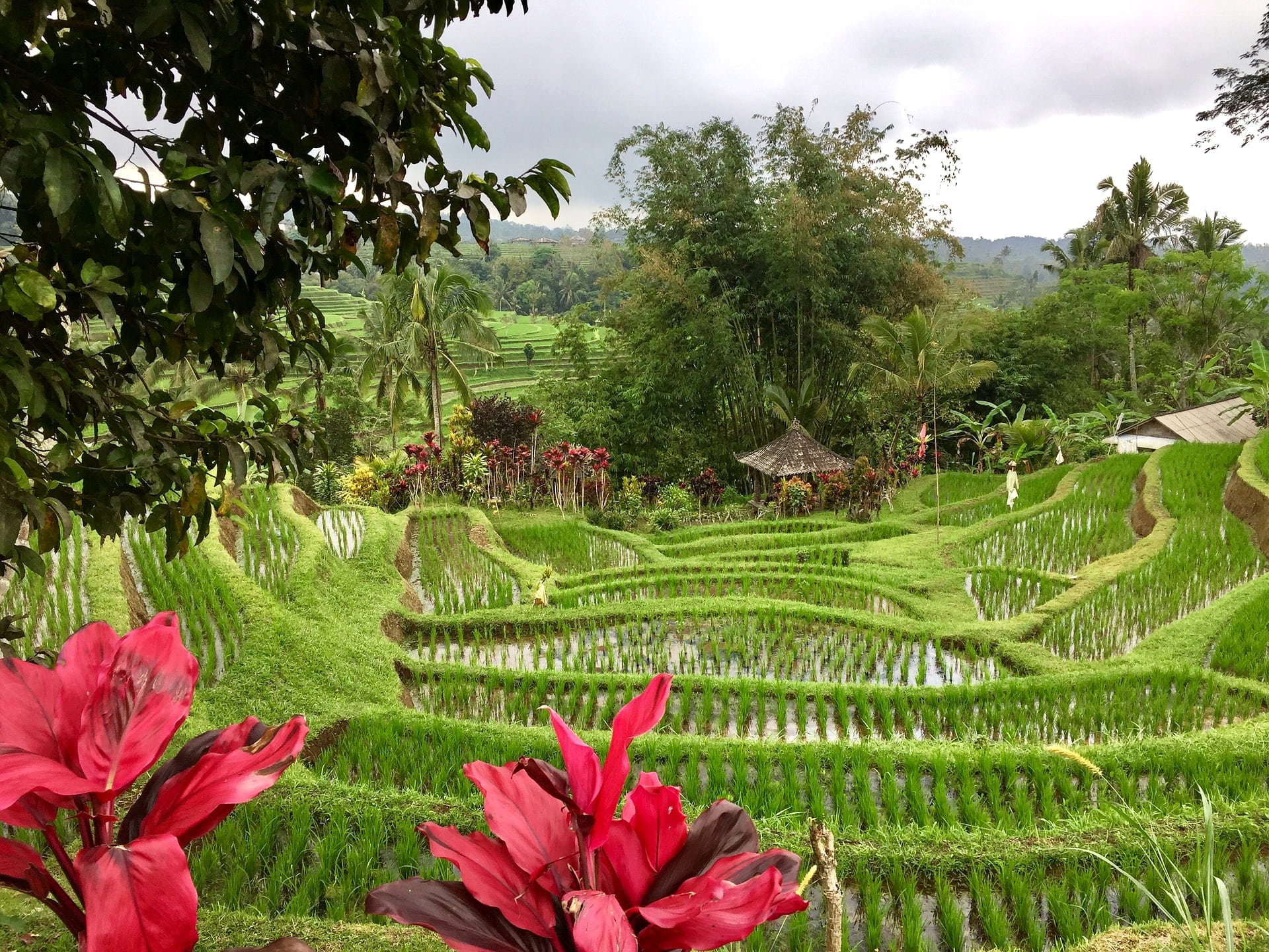 Цветы на бали. Рисовые поля Бали Убуд. Рисовые поля Бали ЮНЕСКО. Растения Бали. Остров Бали рисовые террасы.